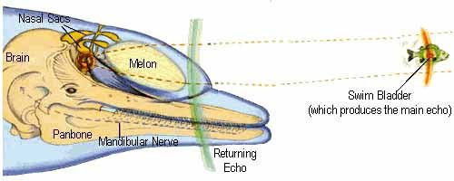 Diagram of a dolphin head showing a balloon-shaped organ within the forehead.