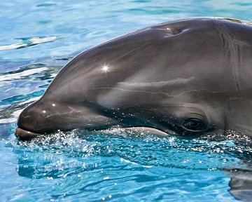 Slick rubbery head of a grey bottle-nosed dolphin